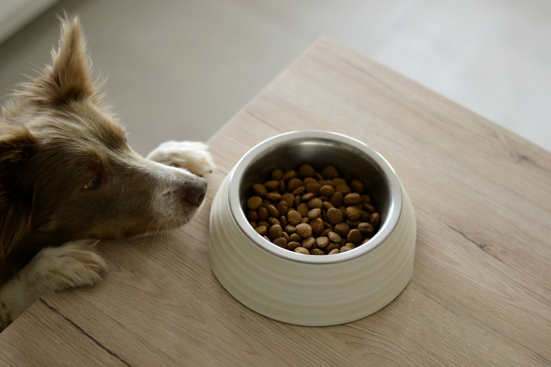 senior-dog01